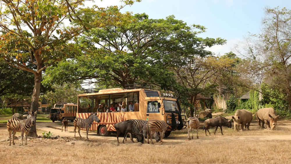 safari3